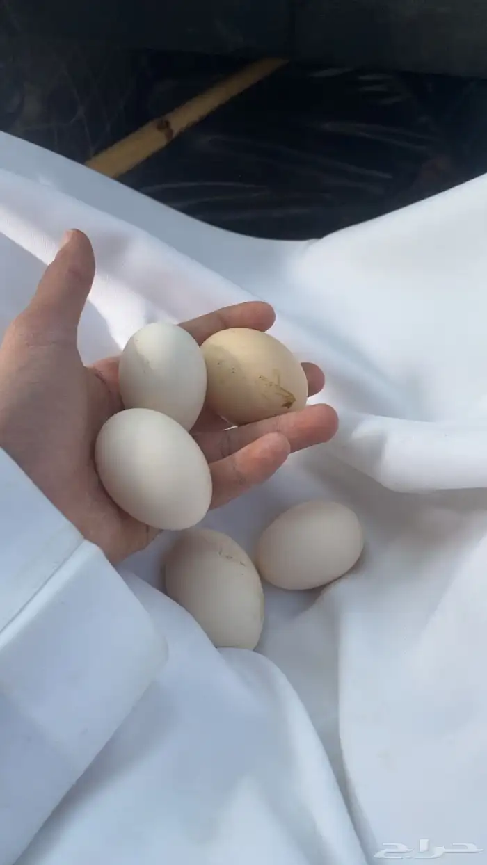 دجاج بياض 0