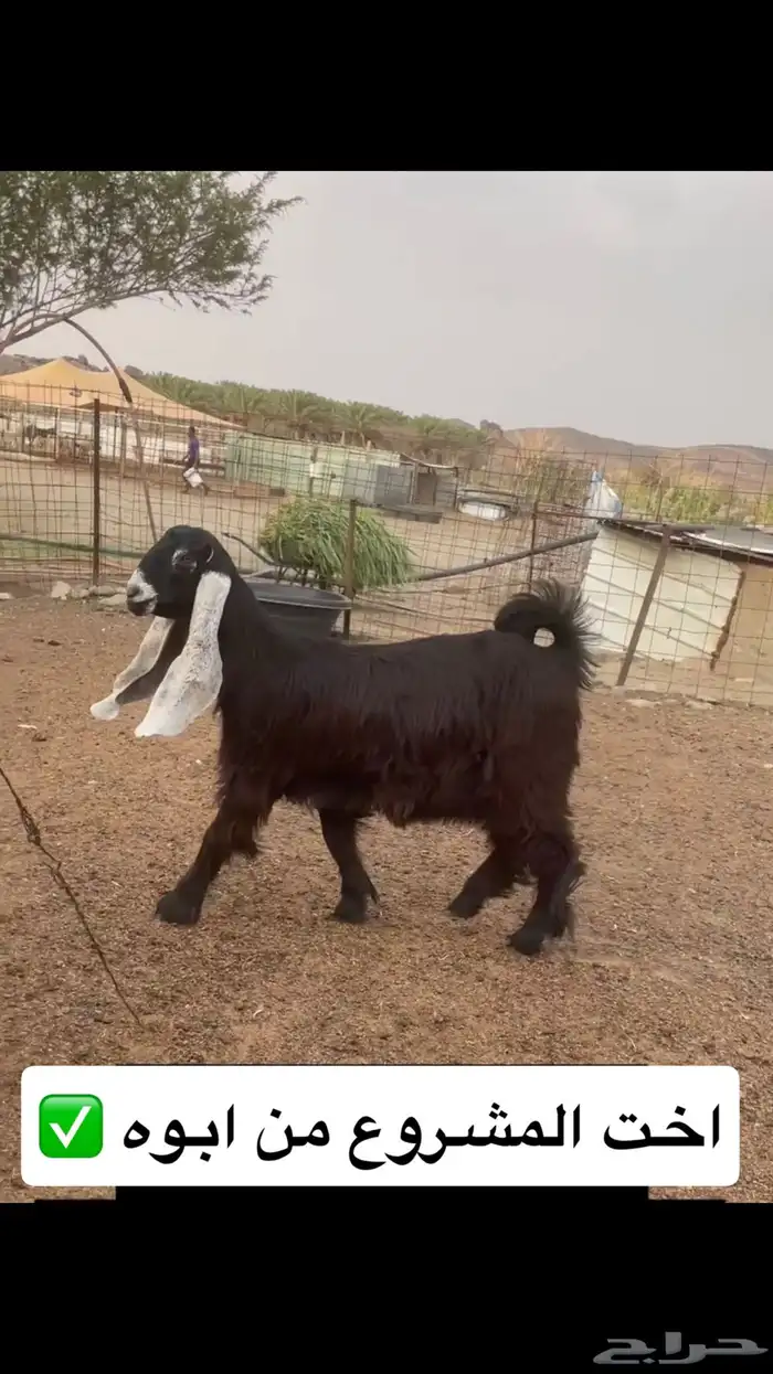 مشروع عارضي صنف 2