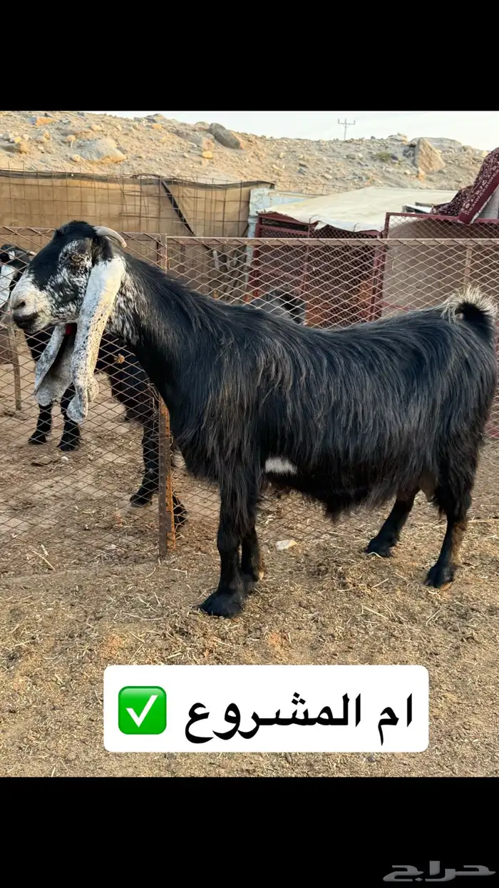 مشروع عارضي صنف 1