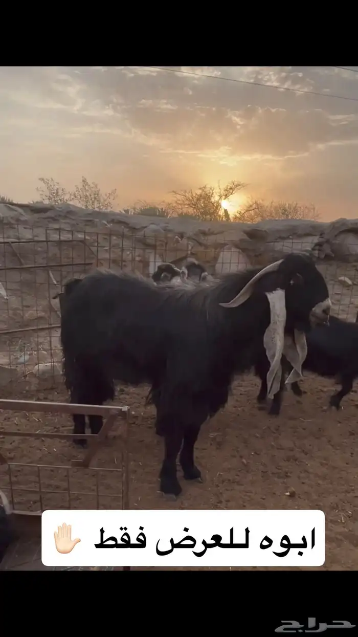 مشروع عارضي صنف 0