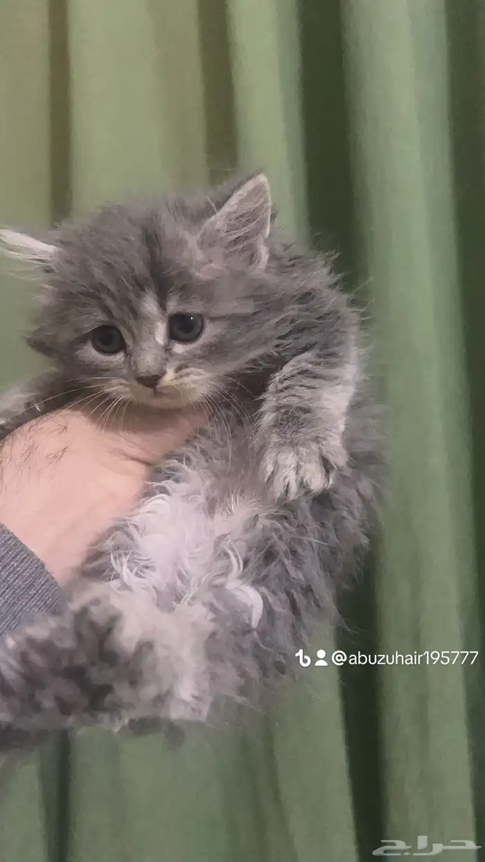 قطط كتن شيرازي لاعبين ولطيفين مره اللي يبغى زين يلحق عليه 0