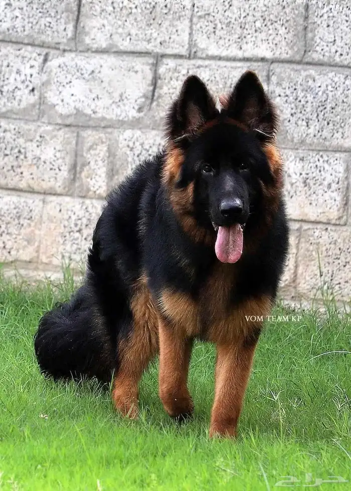 فندقة كلاب 26
