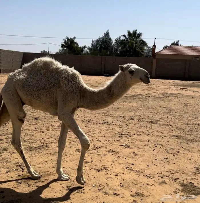 حاشي 1