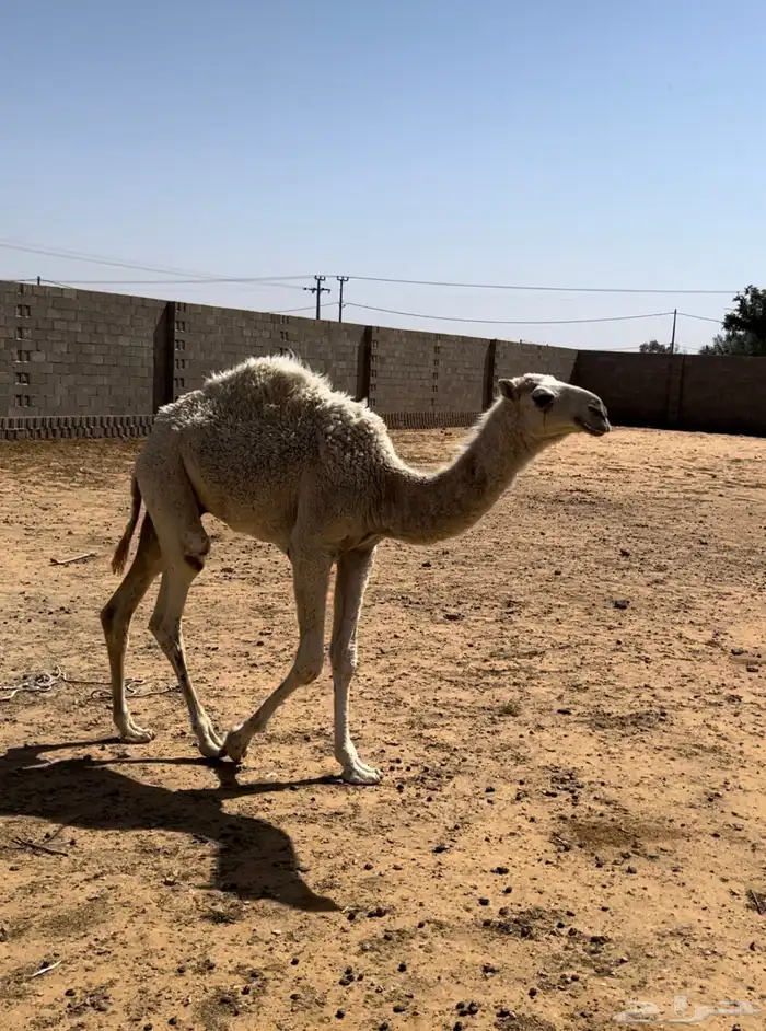 حاشي 0
