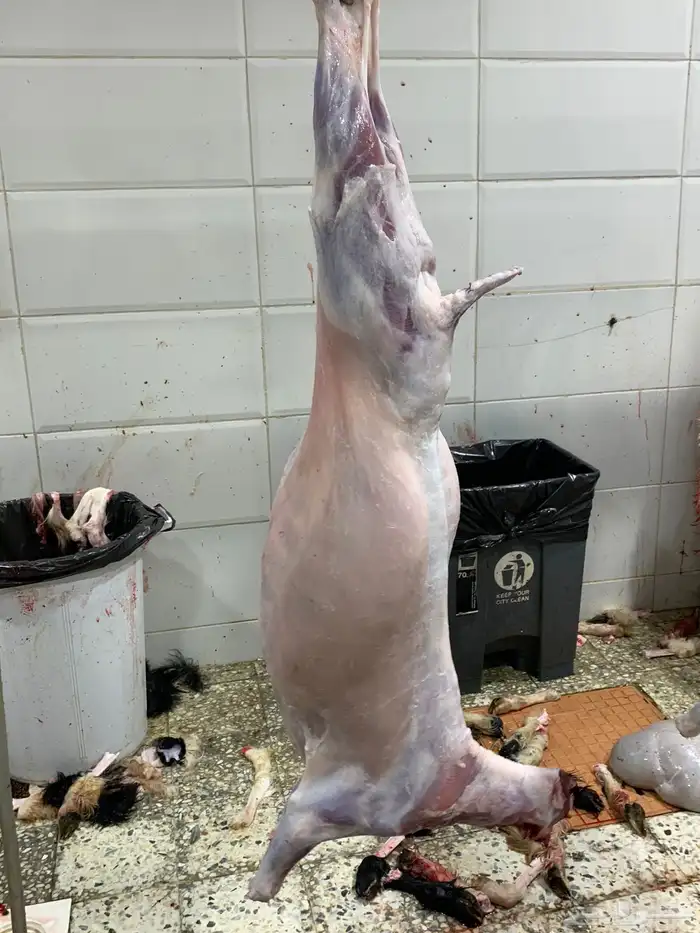 حري ذبائح مناسبات ذبايح ثلاجه يوجد صلخ وتوصيل 6