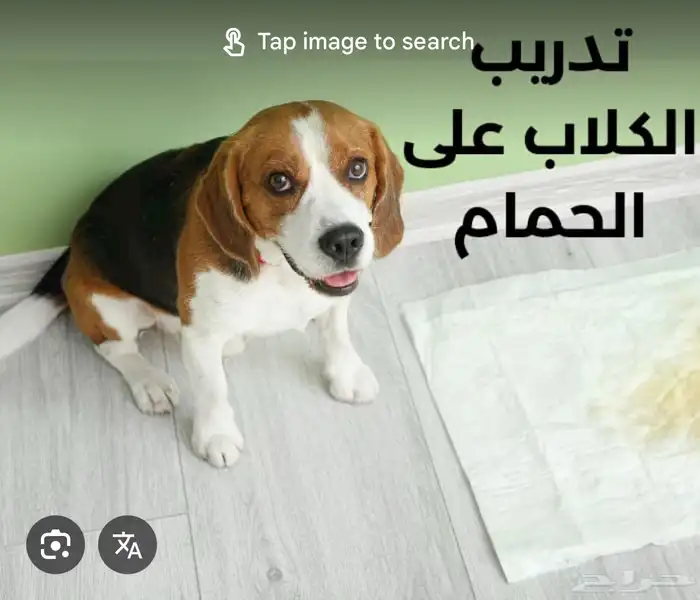 فندقة كلاب 3