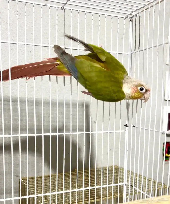 ذكور كنيور 1