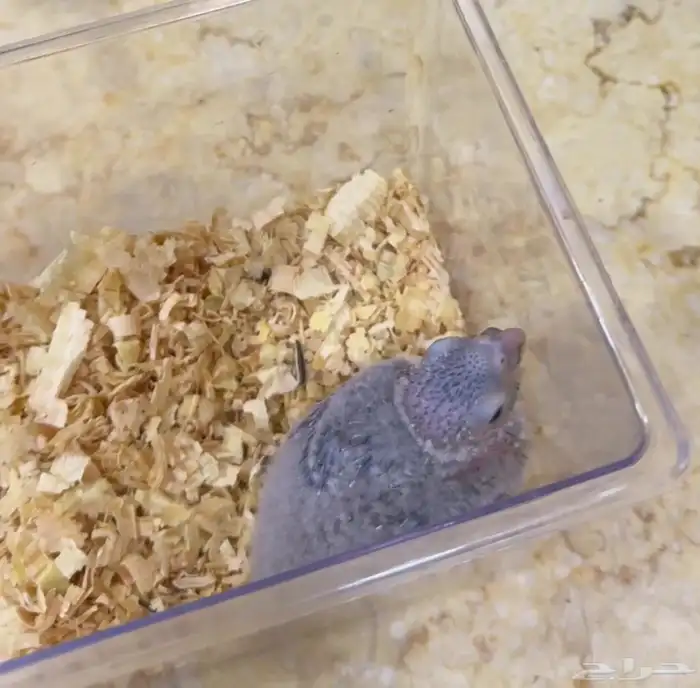 فرخ كنيور أناناس رد فاكتور 400 0