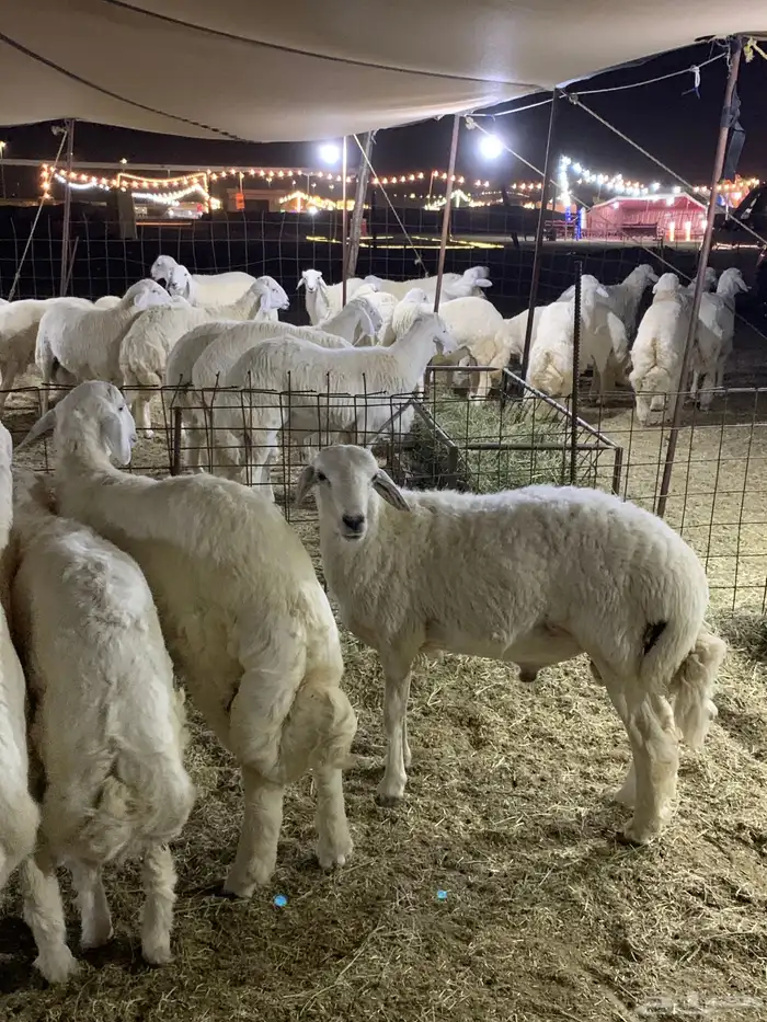 حري ذبائح مناسبات ذبايح ثلاجه يوجد صلخ وتوصيل 3