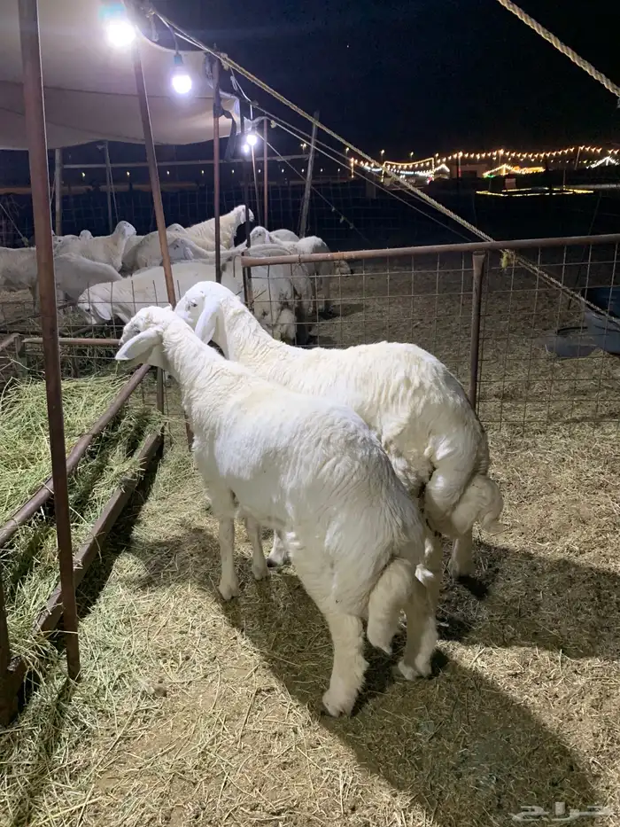 حري ذبائح مناسبات ذبايح ثلاجه يوجد صلخ وتوصيل 1