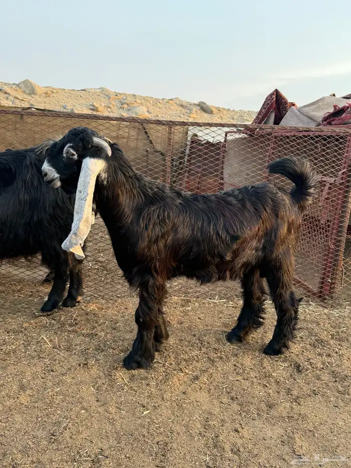 مشروع عارضي صنف 5