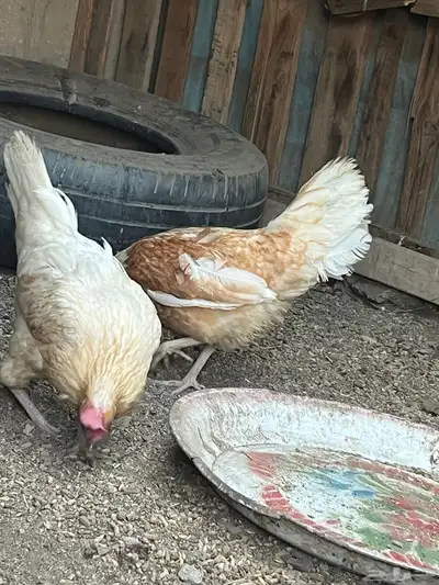 دجاج للبيع 1