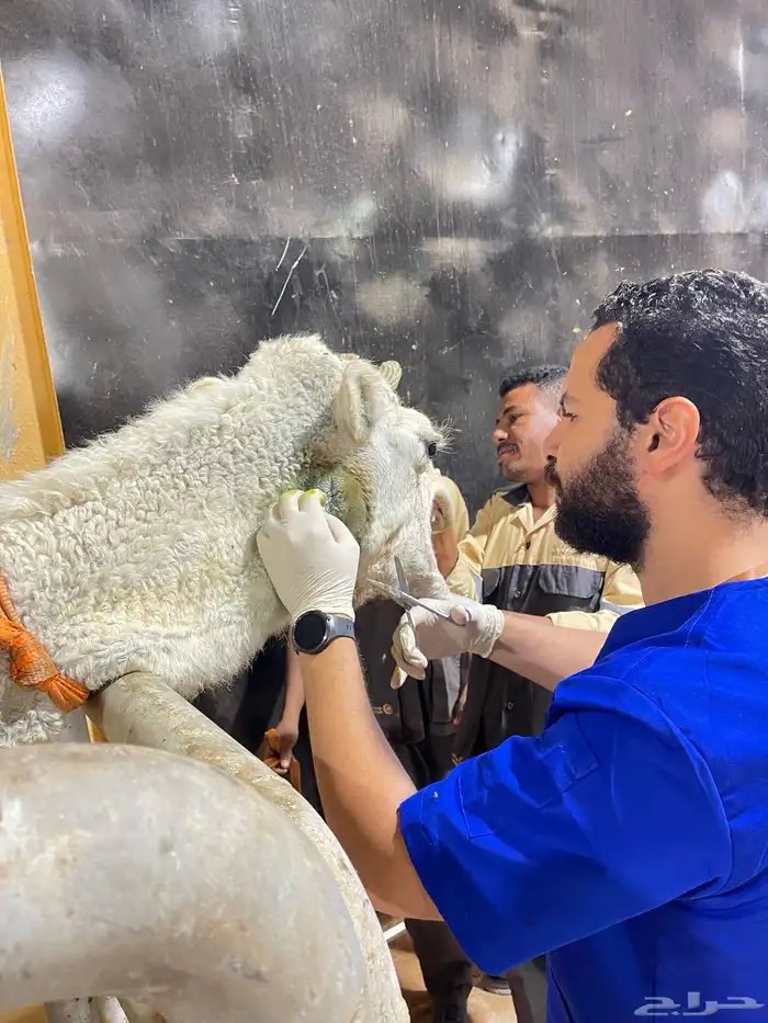 فحص غنم وابل وخيل بالسونار 9