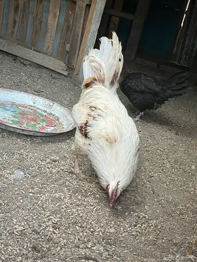 دجاج للبيع 0