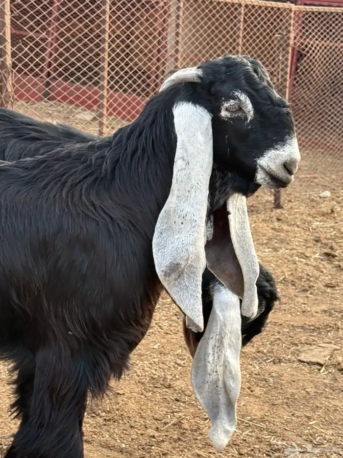 مشروع عارضي صنف 8