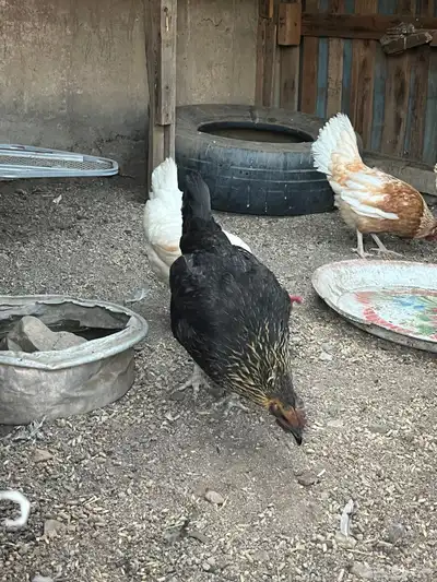 دجاج للبيع 4