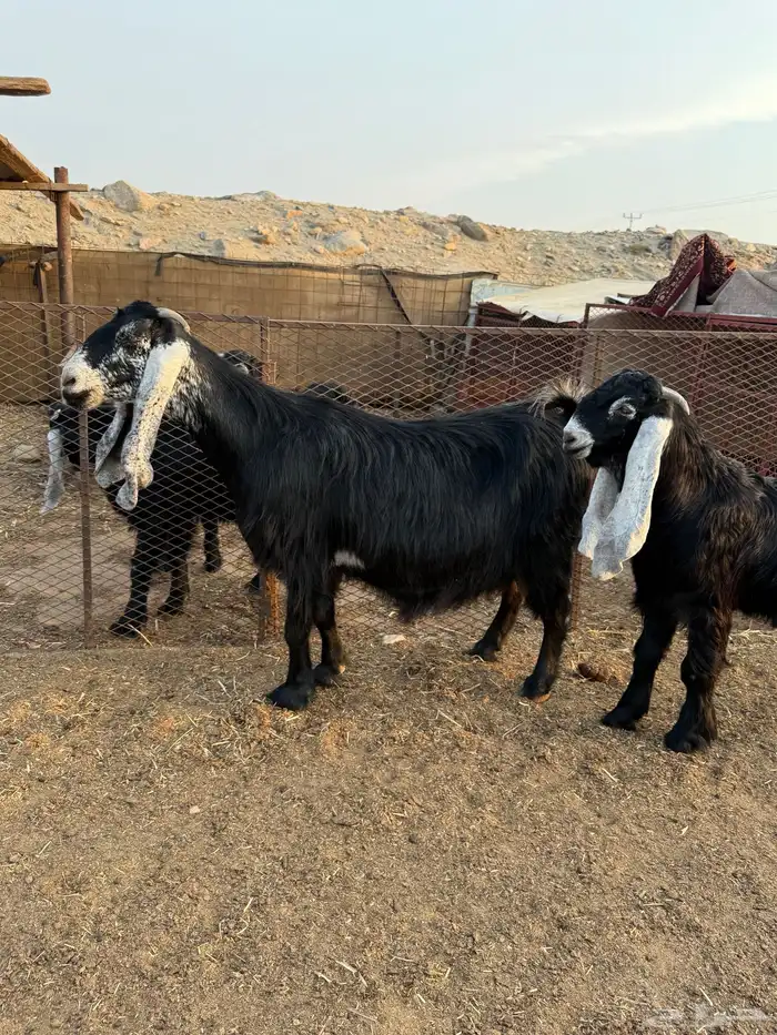 مشروع عارضي صنف 3