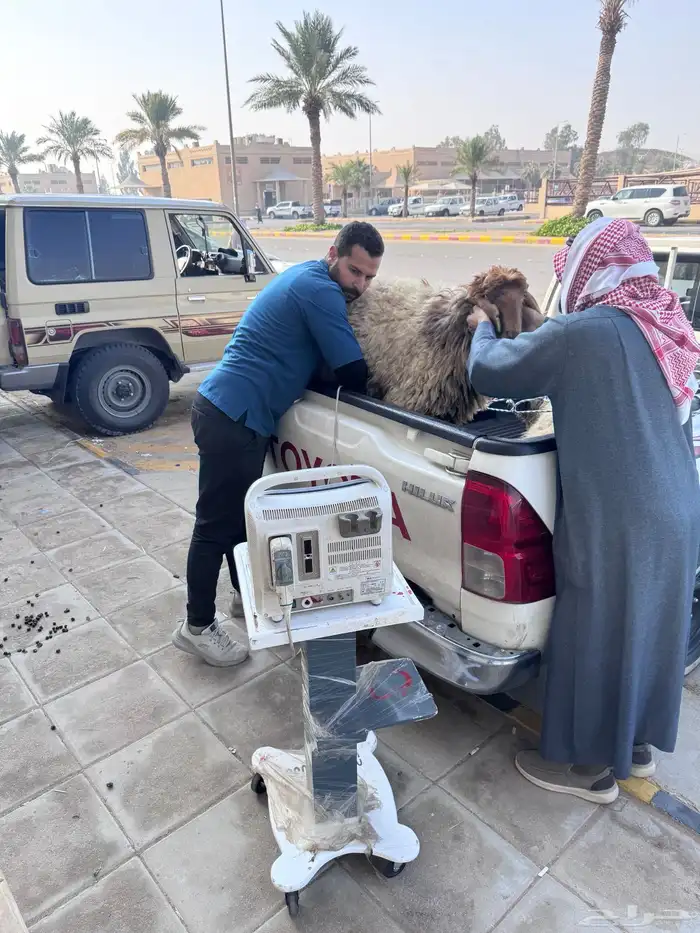 فحص غنم وابل وخيل بالسونار 0