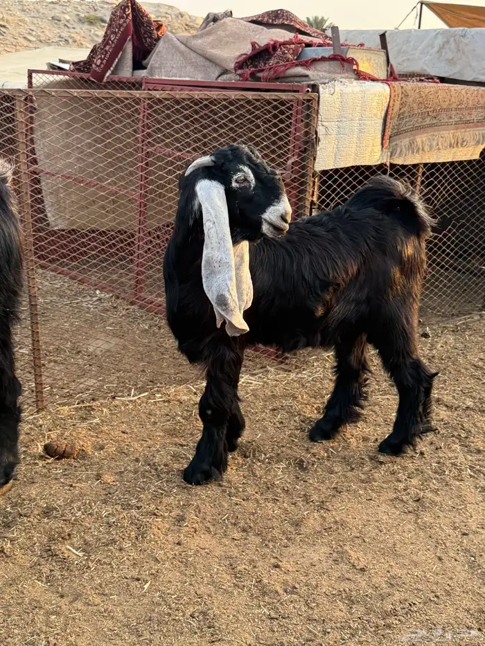 مشروع عارضي صنف 6