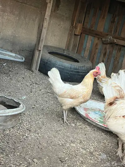 دجاج للبيع 5