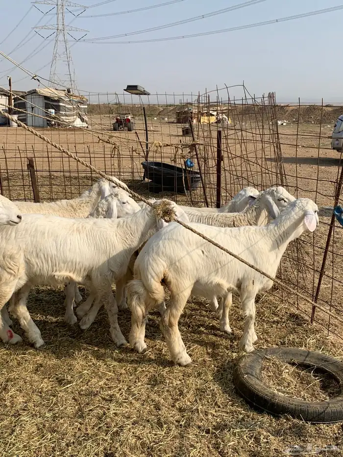 حري ذبائح مناسبات ذبايح ثلاجه يوجد صلخ وتوصيل 8