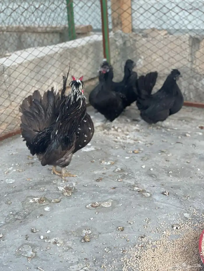 طقم حباحب لون أسود مستوى طيب 0