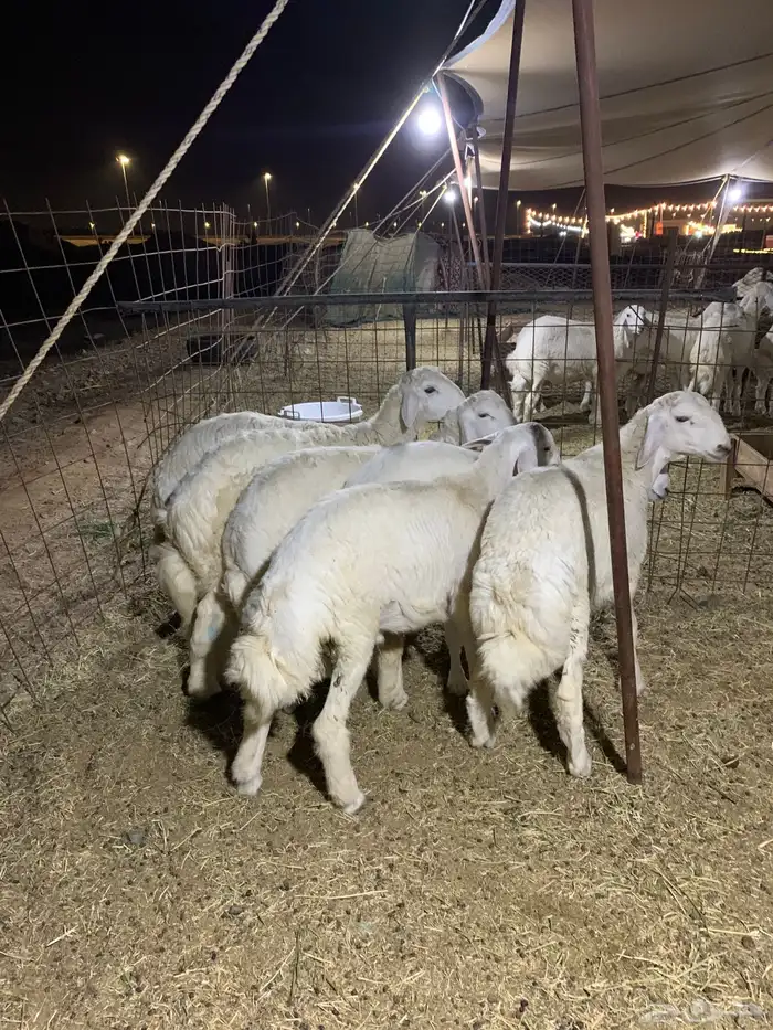 حري ذبائح مناسبات ذبايح ثلاجه يوجد صلخ وتوصيل 4