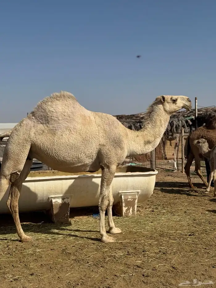 لقحه على لاهوب ( تم البيع ) 1