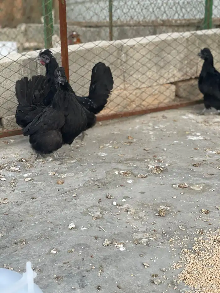 طقم حباحب لون أسود مستوى طيب 3