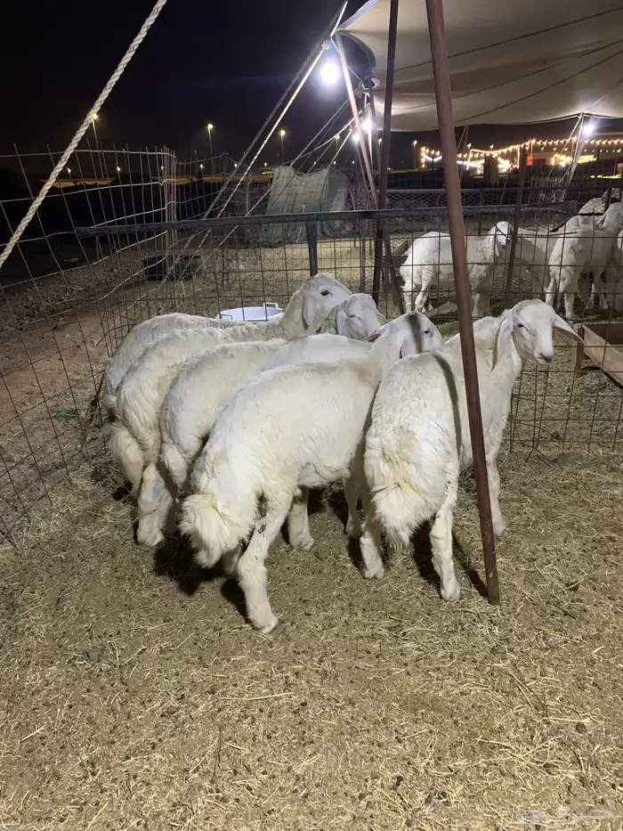 حري ذبائح مناسبات ذبايح ثلاجه يوجد صلخ وتوصيل 2