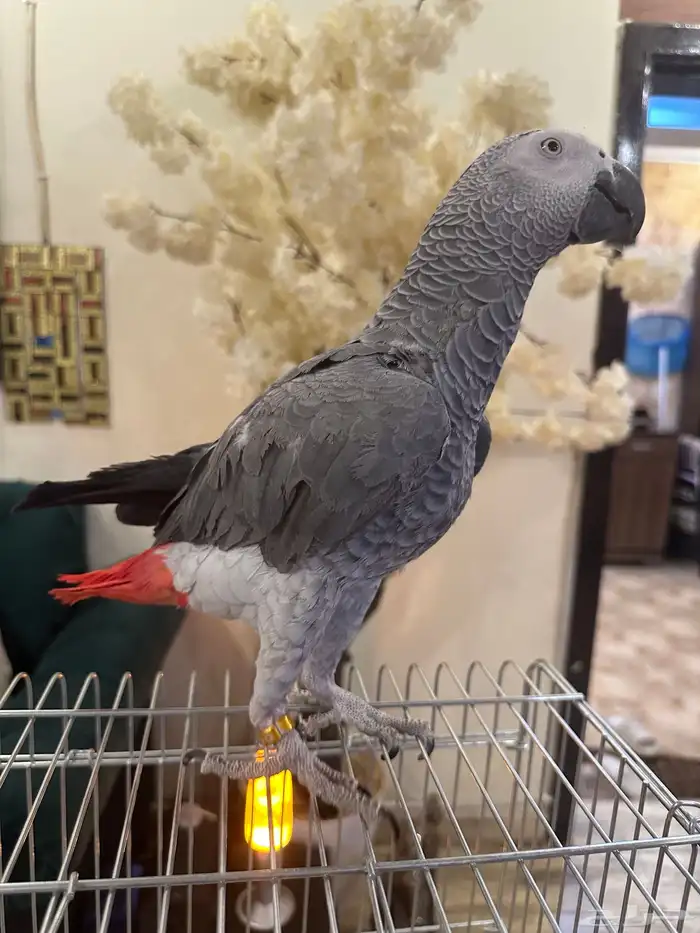 كاسكو ببغاء افريقي متكلم اليف 2