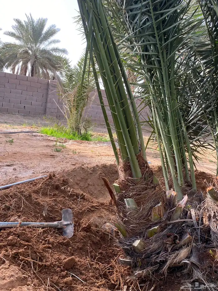 فسائل خلاص 2