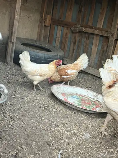 دجاج للبيع 2