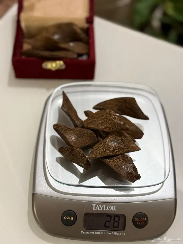 عود مروكي ماليزي 1