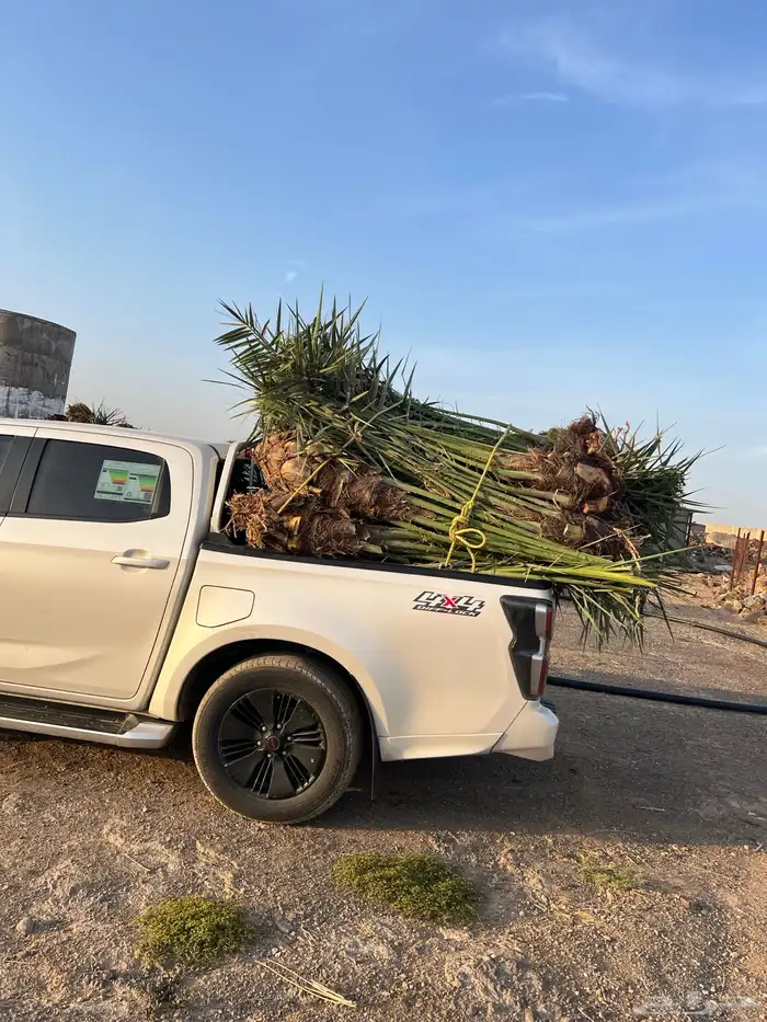 نخل مثمر للبيع 1