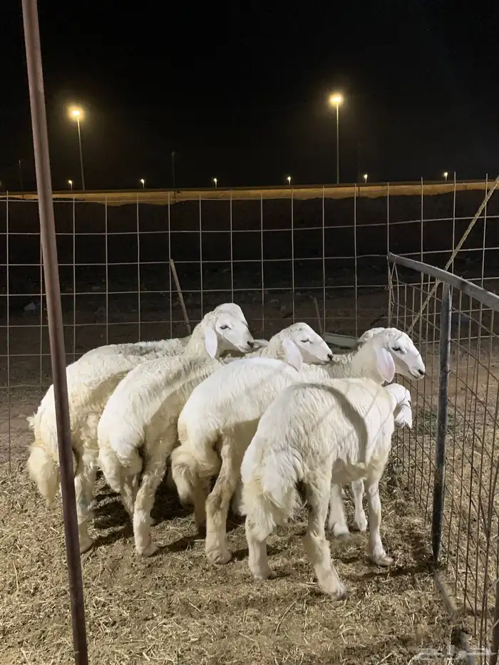 حري ذبائح مناسبات ذبايح ثلاجه يوجد صلخ وتوصيل 5