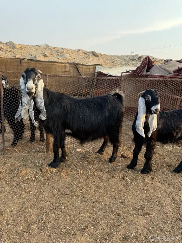 مشروع عارضي صنف 4