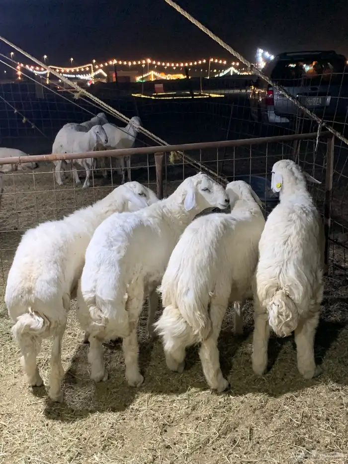 حري ذبائح مناسبات ذبايح ثلاجه يوجد صلخ وتوصيل 0