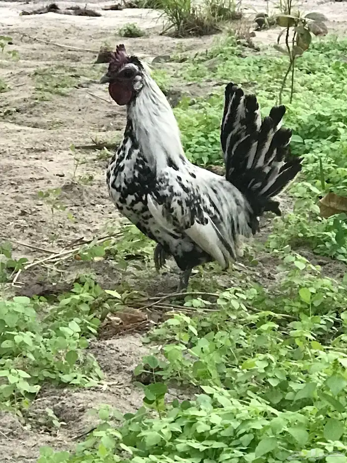 للبيع دجاج حباحب 1