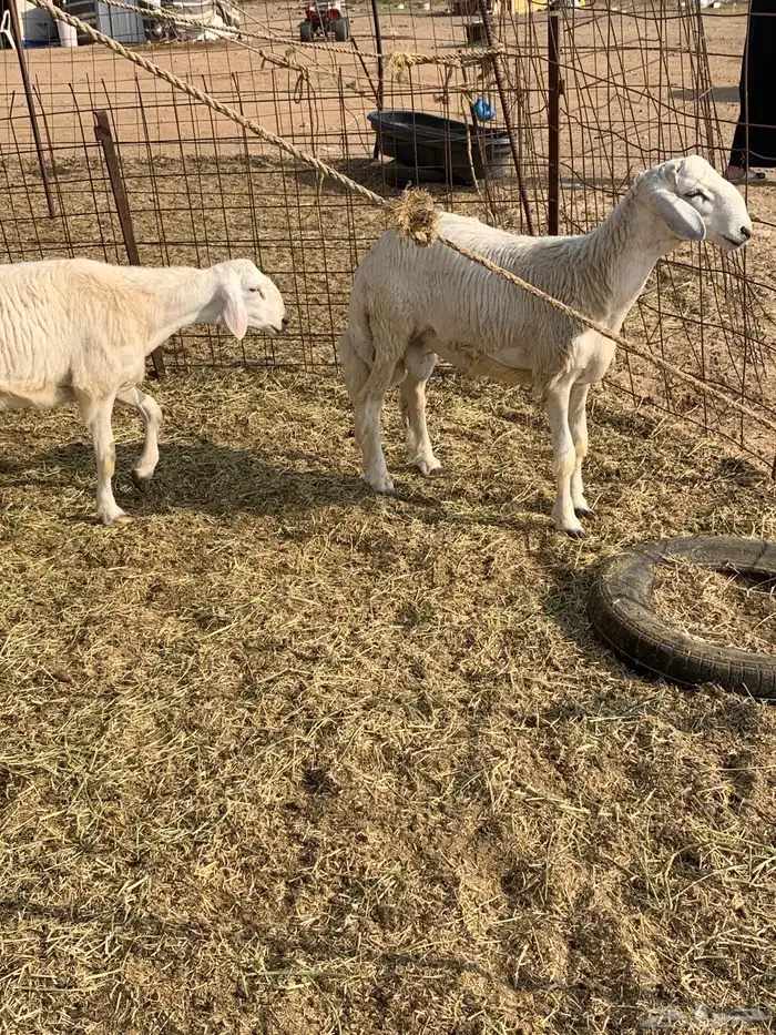 حري ذبائح مناسبات ذبايح ثلاجه يوجد صلخ وتوصيل 9