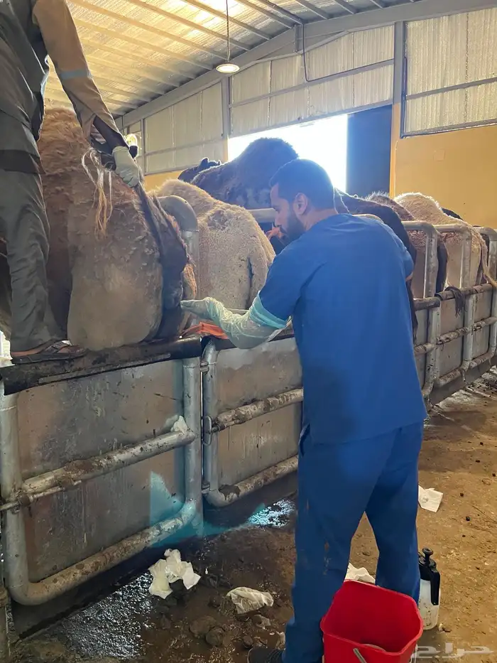 فحص غنم وابل وخيل بالسونار 13