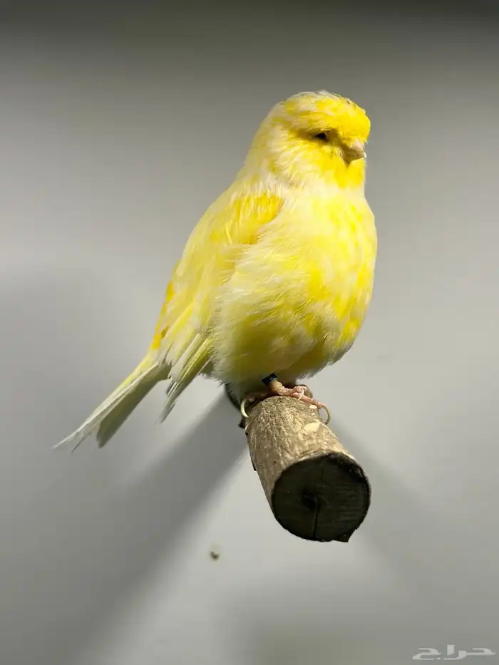 انثى جولستر(( تم البيع )) 1