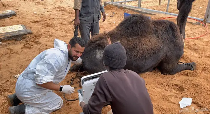 فحص غنم وابل وخيل بالسونار 14