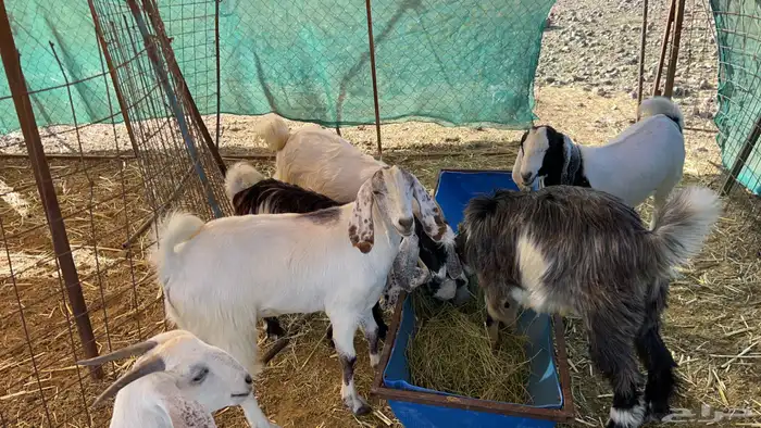 ذبائح للبيع يوجد ذبح وتوصيل 5
