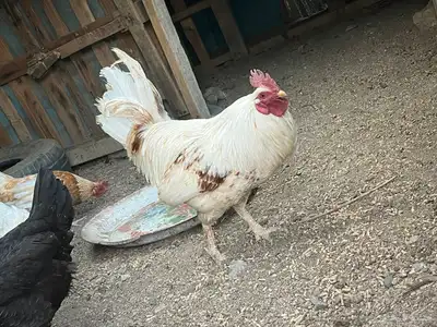 دجاج للبيع 6