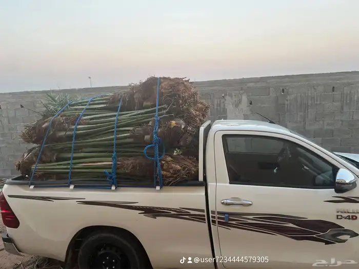 نخل مثمر للبيع 3