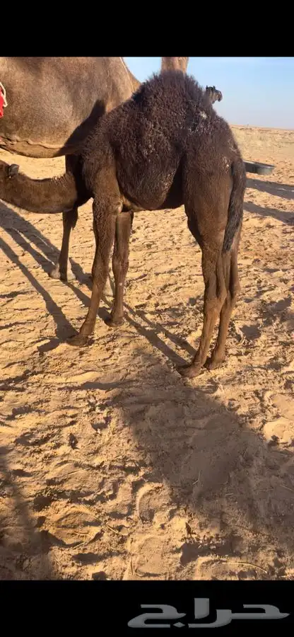حوار حليب وعشب سوم 4400 0