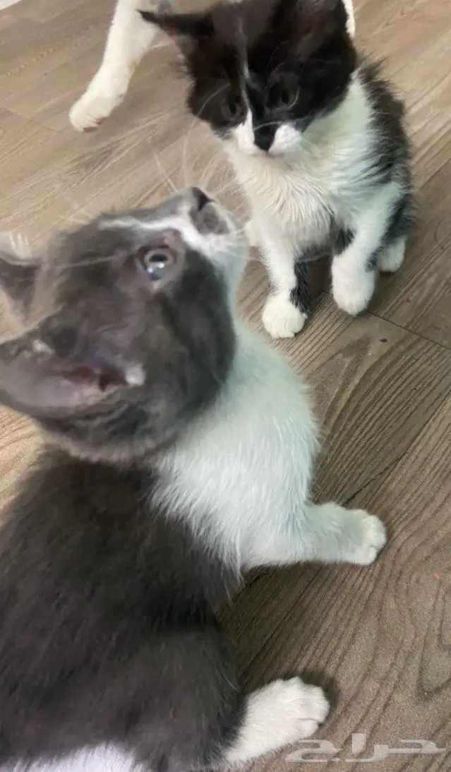 قطط 0