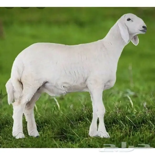 ذبايح ابو عبدلله 0