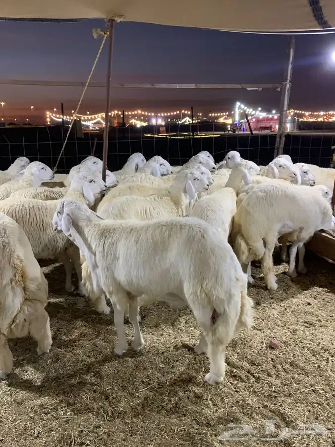 حري ذبايح رمضان ذبائح ثلاجه يوجد صلخ وتوصيل اوزان 30كيلو 5